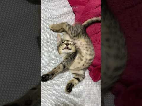 ¿Tu Gato Cree que Eres su Mamá? 👩✨