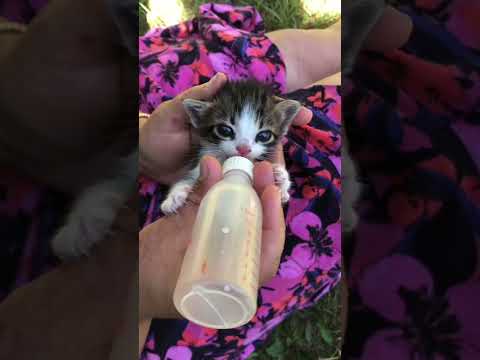 Sokakta bulduğumuz yavru kedileri büyütüyoruz 🐱 We found kittens outside 🥲