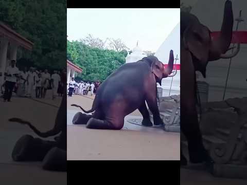 She Gave Everything to Save Her Baby🐘😢#kindness #animallover #elephant #hearttouching#motherslove