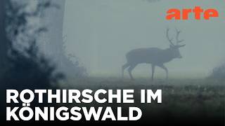 Europas geheime Wildnis | Beachtliche Bauten und ihre wilden Nachbarn Reupload | ARTE Fernweh