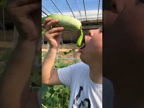 Oh my god Maxton, you ate all the melons, now I will tell the boss