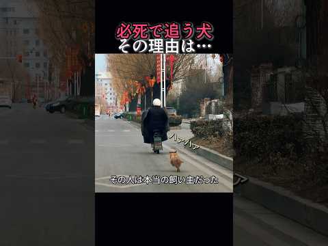 バイクを7キロも追いかけた子犬