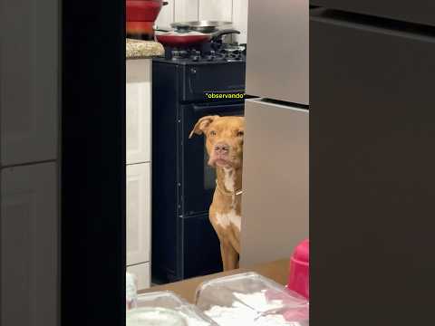 ELE TENTANDO SER DISCRETO 😂 #pitbull #cachorro #pets #humor #rotina