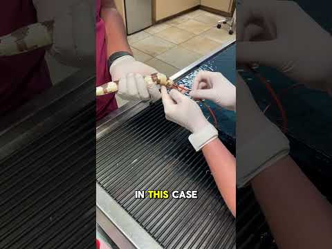 Constipation in Reptiles and Performing a Snake Enema