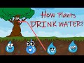 Plant Water Transport Mechanisms