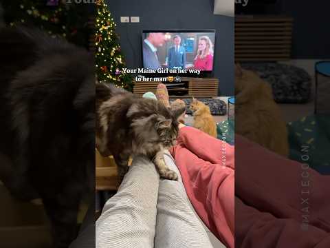 ๐CatMom ๐๐ปโโ๏ธ aka Crossing Bridge to Her Man ๐ธ #catmom #catdad #mainecoon