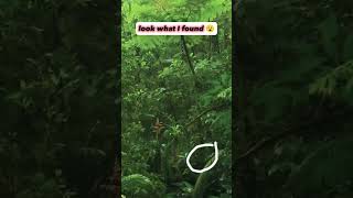 😮Look what I found😮😮#callofdutymobile #meme #gaming #smurfcat #shorts