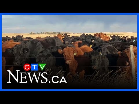 YouTube video thumbnail: What’s Behind the High Price of Canadian Beef?