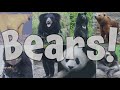 Bear Species and Characteristics