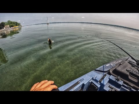 Shallow + Clear water = BIG Bass