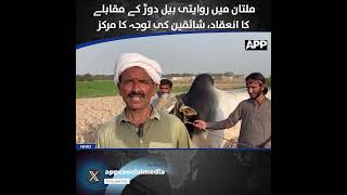 Traditional Bull Race Held in Multan | Huge Crowd | Punjab Culture