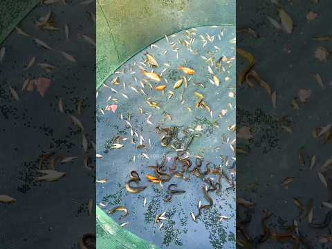 Amazing Fishing Facts....๐๐ How to catching fish by Net.... #fishing #shorts #viralvideo