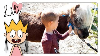 Bas verzorgt de paarden | Hoe een Pony Borstelen? | Lili & KIDS Vlog #3