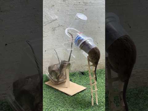 Easy mouse trap at home/good rat trap plastic ball #rat #rattrap #mousetrap