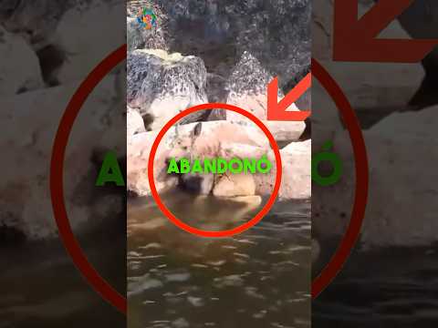 SU MADRE LA ABANDONÓ Y QUEDÓ TIRADA JUNTO AL RÍO… 💔