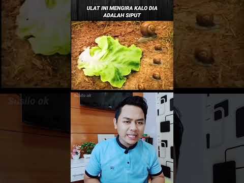 ULAT INI MENGIRA KALO DIRINYA ADALAH SIPUT.?? #shorts