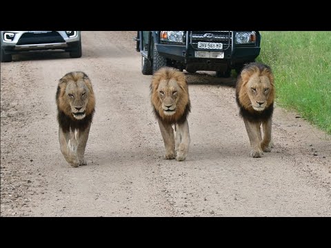 Three male lions marking territory at Biyamiti Weir Kruger National Park on 30 Jan 2025 @pksafaris