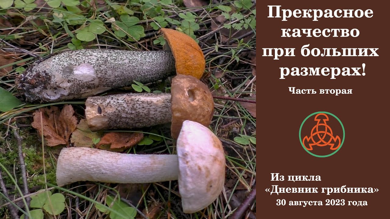 Прекрасное качество при больших размерах! Часть вторая. 30 августа 2023 года