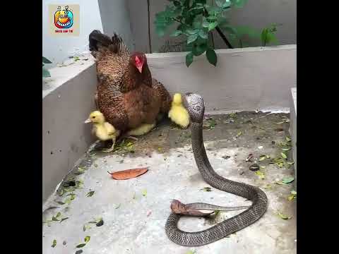 Mái già bá đạo đánh Hổ Mang te tua vì định bắt Vịt con | #oasisgiaitri