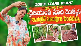 Krishnashtami special/ వైజయంతి మాల మొక్క @MADGARDENER  #garden #plants  #devotional 
