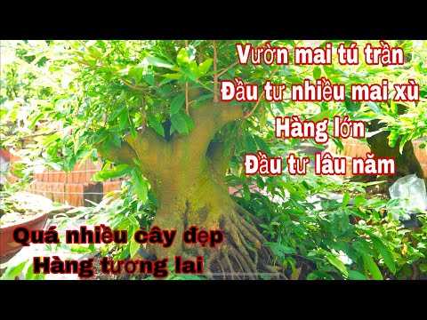 mai vàng đẹp trồng bồn nuôi lâu dài