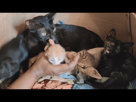 हमारी बिल्ली ने अपने बच्चों के साथ एक अनाथ बच्चों को गोद लिय 💓cat adopted an orphan with her kittens