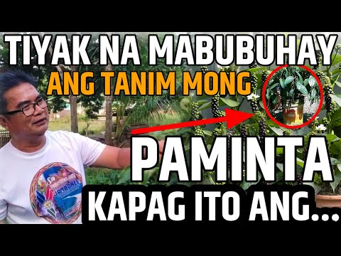 ANG TINATANIM SA PAMINTA PARA TIYAK NAMABUBUHAY ITO | D' Green Thumb