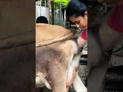 All set 😍 jersey cow ready for parturition