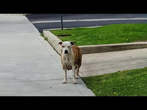 A starving mama dog walked 2 miles daily, trembling with fear—just to feed her 10 helpless babies!