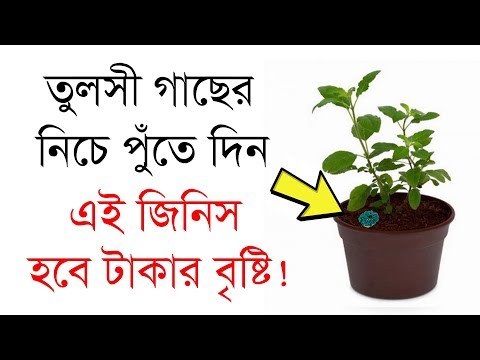 তুলসী গাছের নিচে চুপচাপ পুঁতে দিন এই জিনিস বাড়িতে কষ্ট থাকবে না !