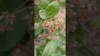 Cashew nuts #agricultural #agriculture #farming #agro #farmlife #agricoltura #technology #farm #food