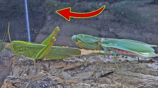 功夫螳螂 VS 巨型蝗蟲 , Kung Fu Mantis VS Giant Locust