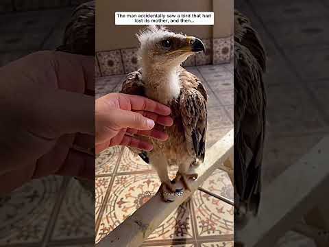 The man accidentally saw a bird that had lost its mother, then #eagle #birds #shorts