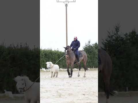 Piourette mit Wilma