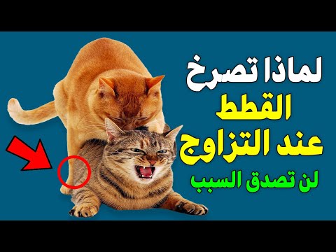 هل تعلم لماذا تصرخ القطط عند التزاوج؟ الحقيقة صادمة!