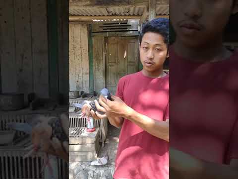 terbangin merpati bandangan #merpati