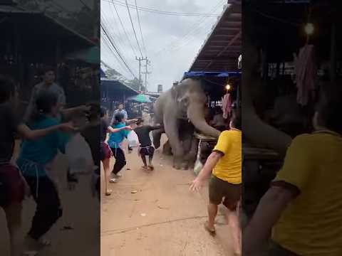 ช้างตกมัน‼️คนเต็มตลาด..🫢 #viral #animals #shortvideo #elephant