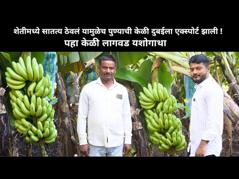 पुण्याची केळी झाली दुबईला एक्स्पोर्ट ! पहा केळी लागवड यशोगाथा | Biggest Banana Farming Success Story