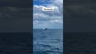 Some stuff we saw while filming in Bermuda!
