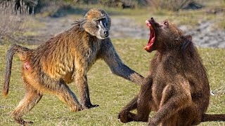 Chacma Baboons- Smarter Than You Think—Secret Politics of a Chacma Baboon Troop