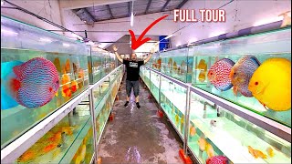 “Touring Malaysia’s #1 Discus Breeder – World Champion Quality!”