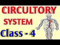 Circulatory System Concepts and Functions