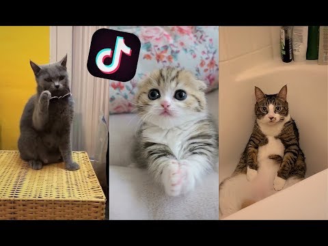 اجمل قطط مضحكة🐱😍 على تيك توك - TikTok 🔥