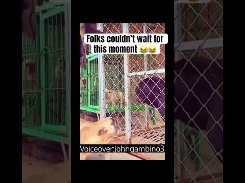 Bro waited for this very moment😂😂😂 #voiceover #shorts #memes #comedy #funny #dogs