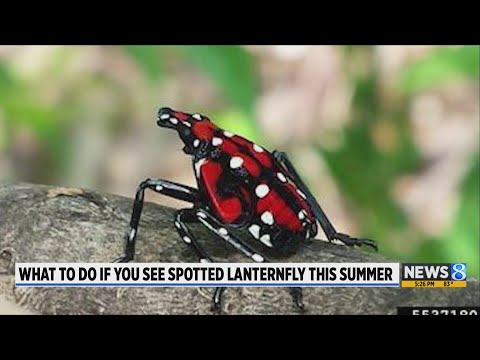 YouTube video thumbnail: Invasive Spotted Lanternfly Spreading Through Michigan