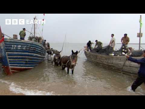 Making Room For Wildlife In Earth's Most Crowded Country | FULL EPISODE | Wild China | BBC Earth