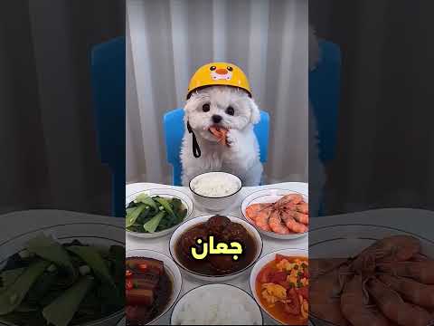 تومي اكل الاكل اللي بيحبه وبينكي طردته#viral