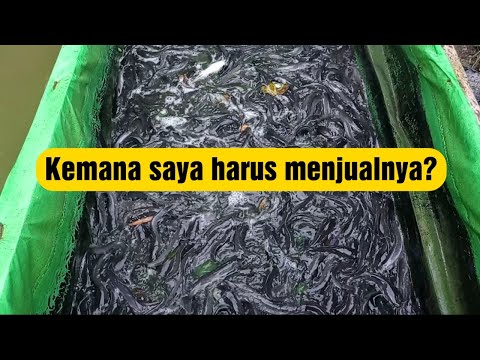 Bingung Kemana Harus Jual Hasil Panen Lele Kita??? Beberapa Cara ini bisa anda coba!!!