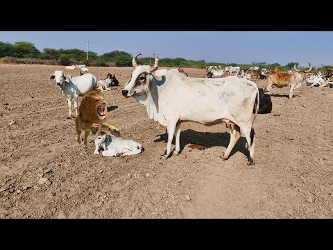 Baby Cow Sound Effect