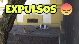 Olha o que fizeram com esses animais que viviam a anos na escola